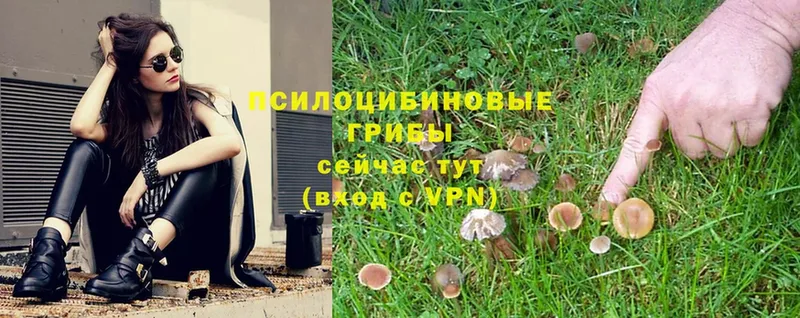 Галлюциногенные грибы Psilocybe  OMG tor  Еманжелинск 